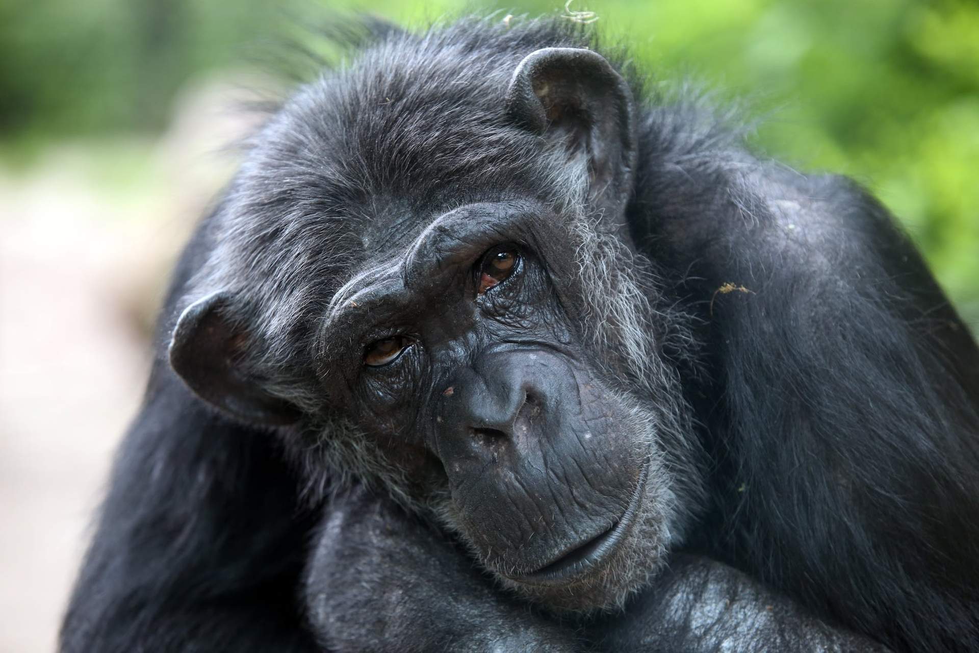 ¿Hacia dónde va la evolución humana? ¿Sigue vigente la teoría de Darwin? — Noticias