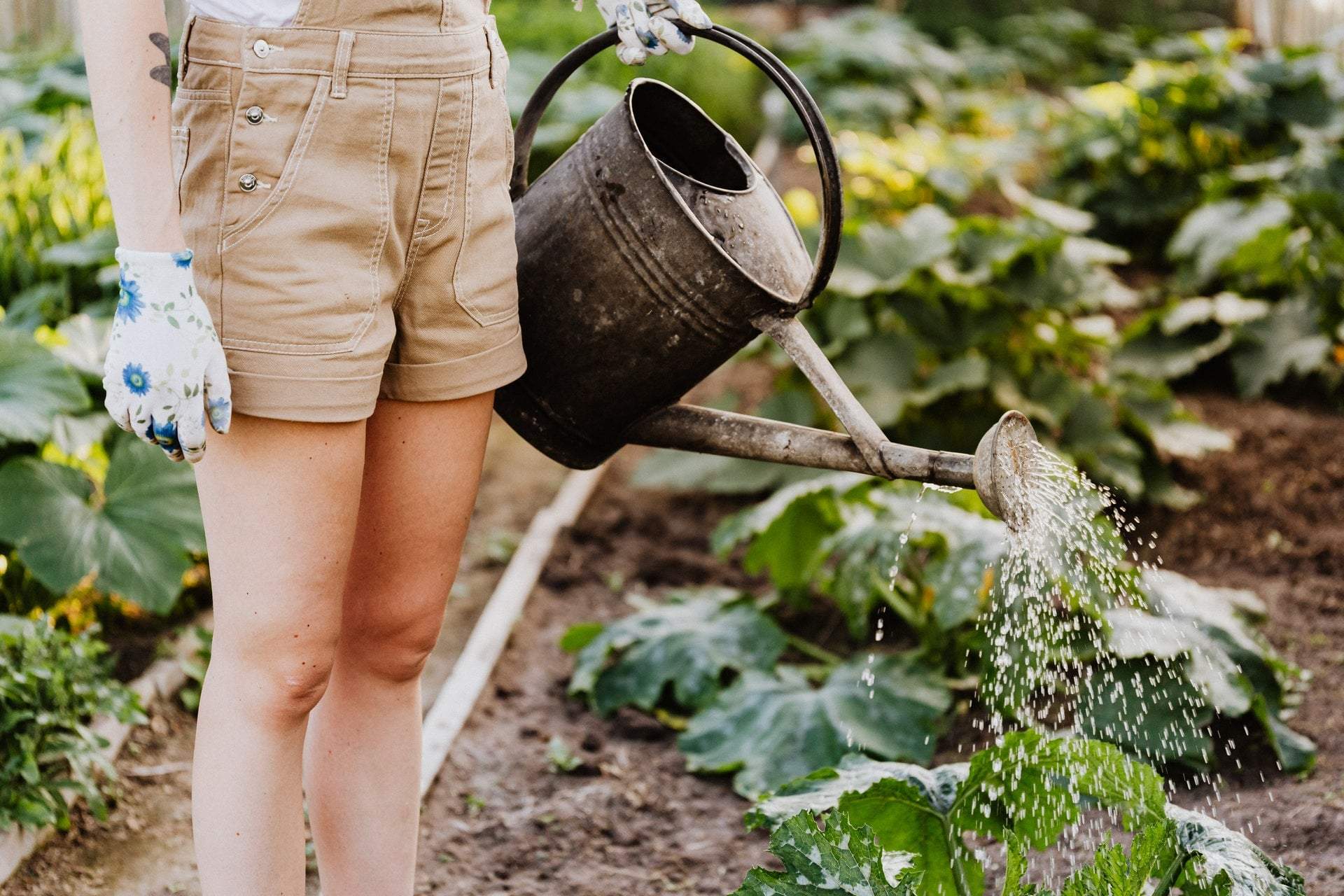 Der Geschmack und das Aroma sind viel besser: Warum sind selbst angebaute Gemüse himmlisch? — Garten & Terrasse