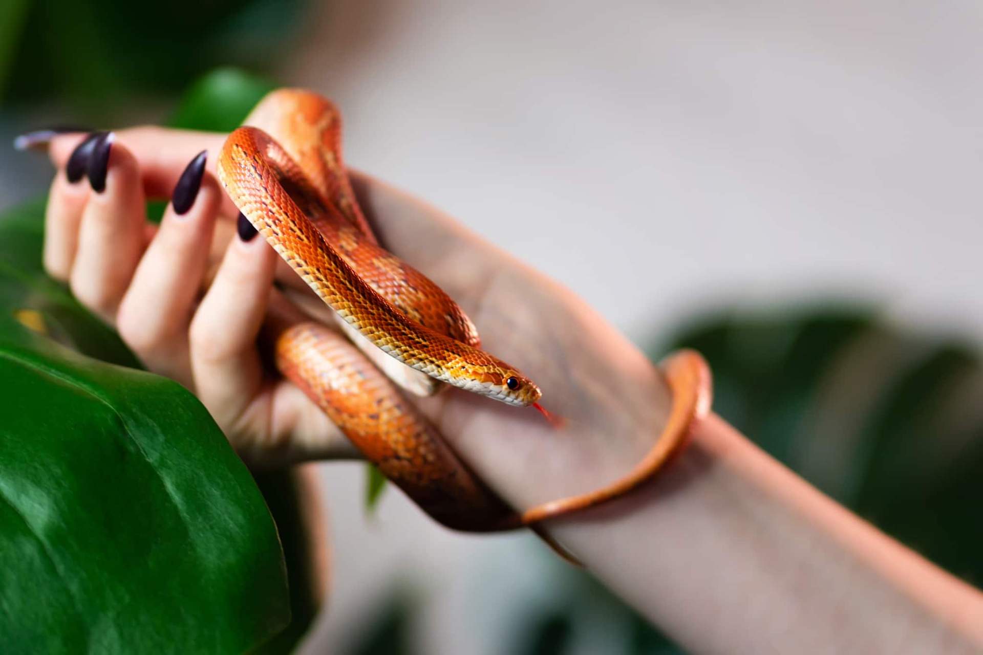 15 animaux qui, lorsqu'ils apparaissent dans votre vie, ont un impact spirituel sur vous — Mode de vie