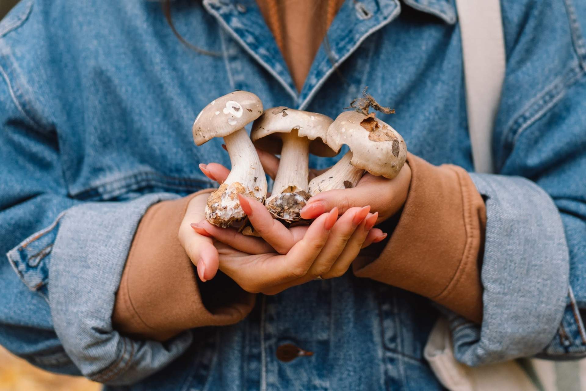 Inizia la stagione dei funghi: cosa sapere per conservarli al meglio — Lifestyle