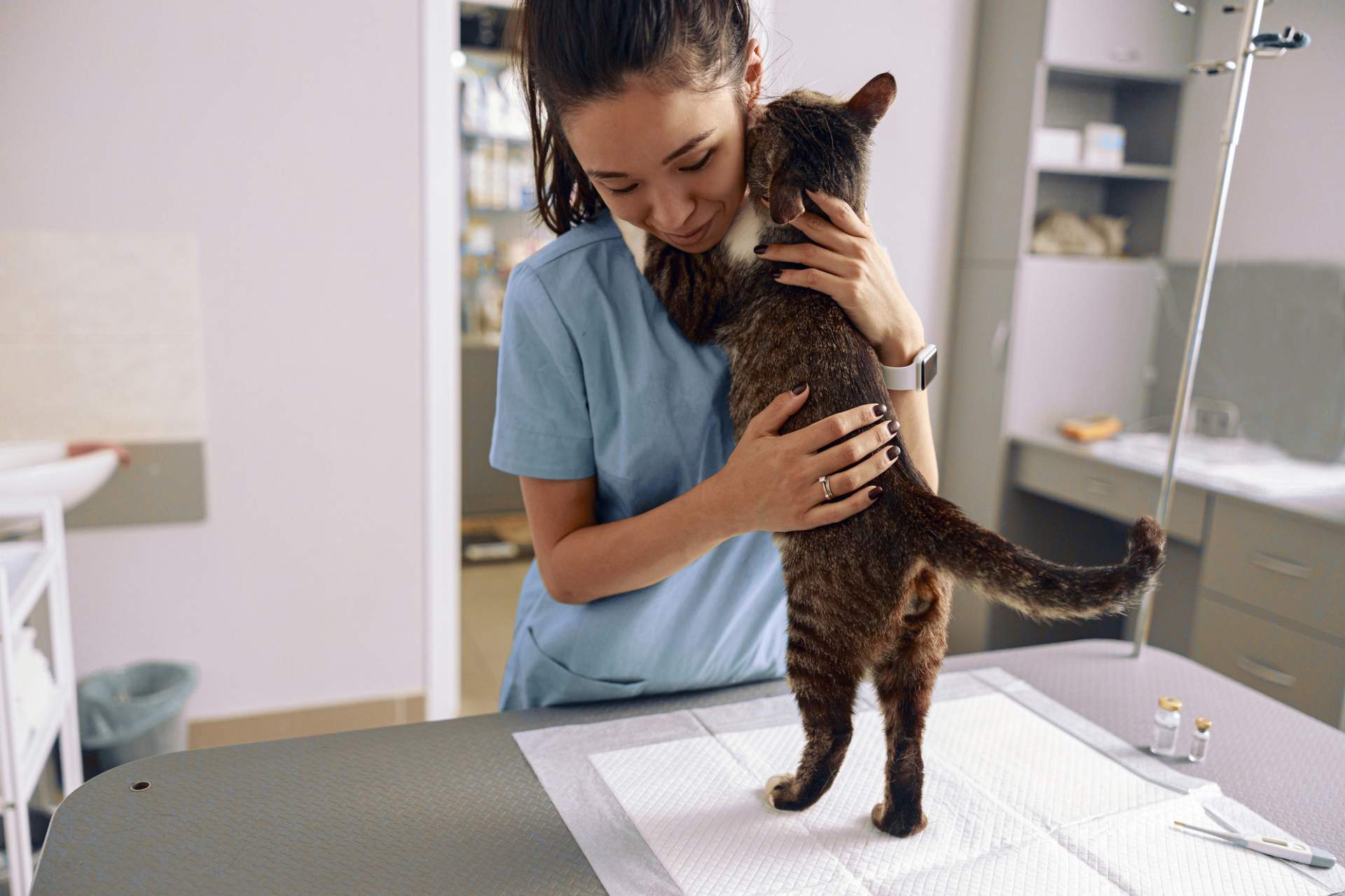 Il gatto faceva le fusa, e il padrone: “È questo quel suono strano!” Storie incredibili dai veterinari — Famiglia