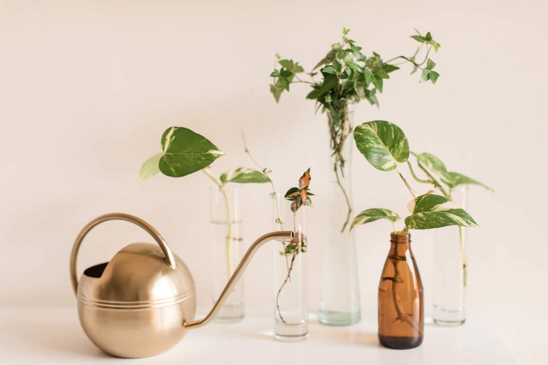 10 plantes à cultiver dans l'eau, sans terre — Décoration