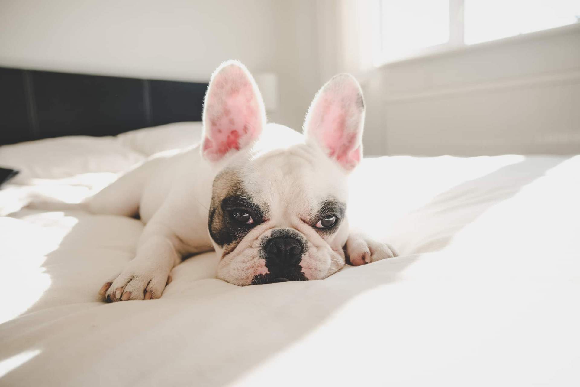Pourquoi on adore tant les animaux « un peu moches » — Mode de vie
