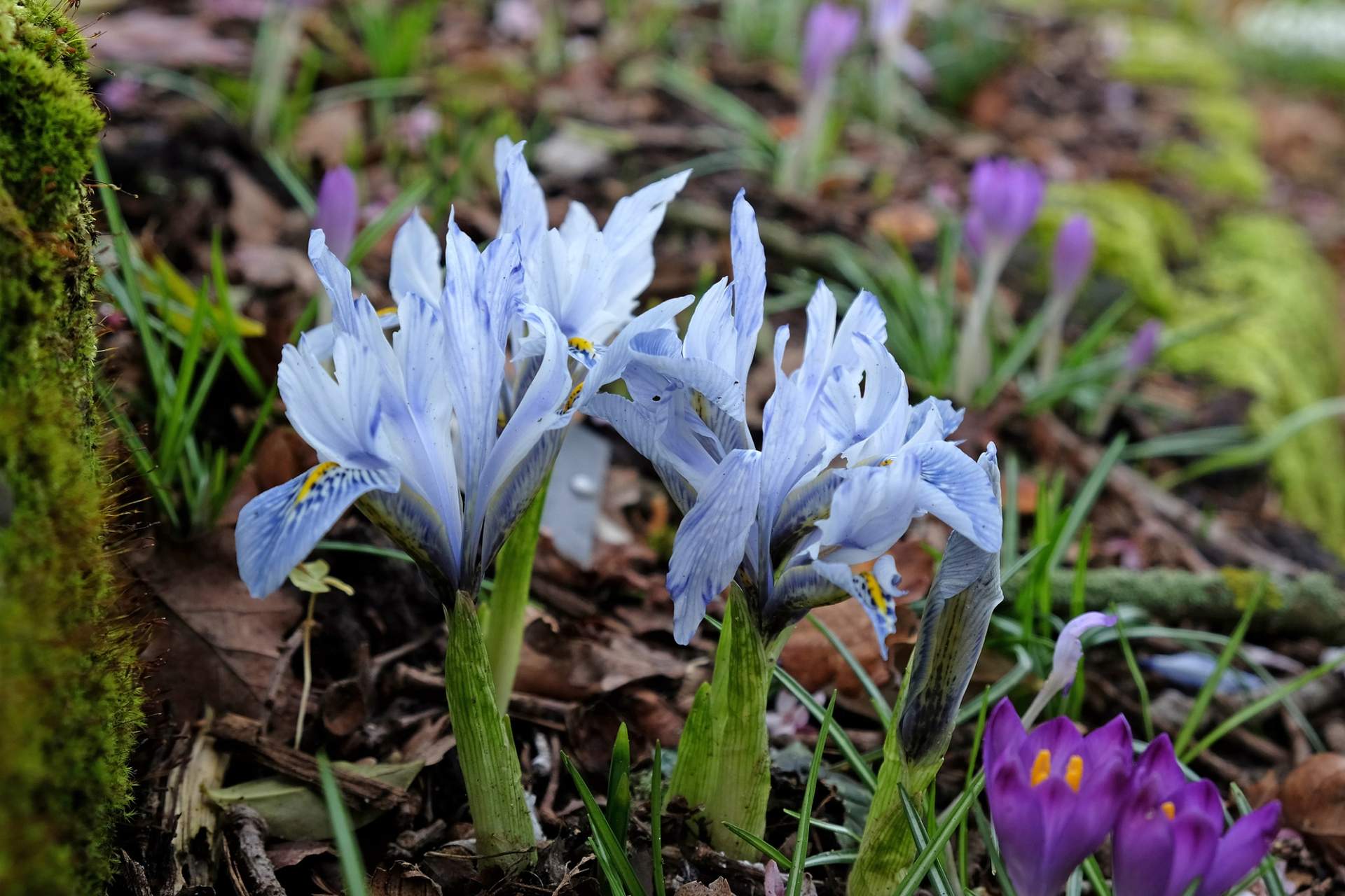 5 piante da esterno che fioriscono presto - Il tuo balcone può sbocciare già a febbraio! — Giardino e terrazza