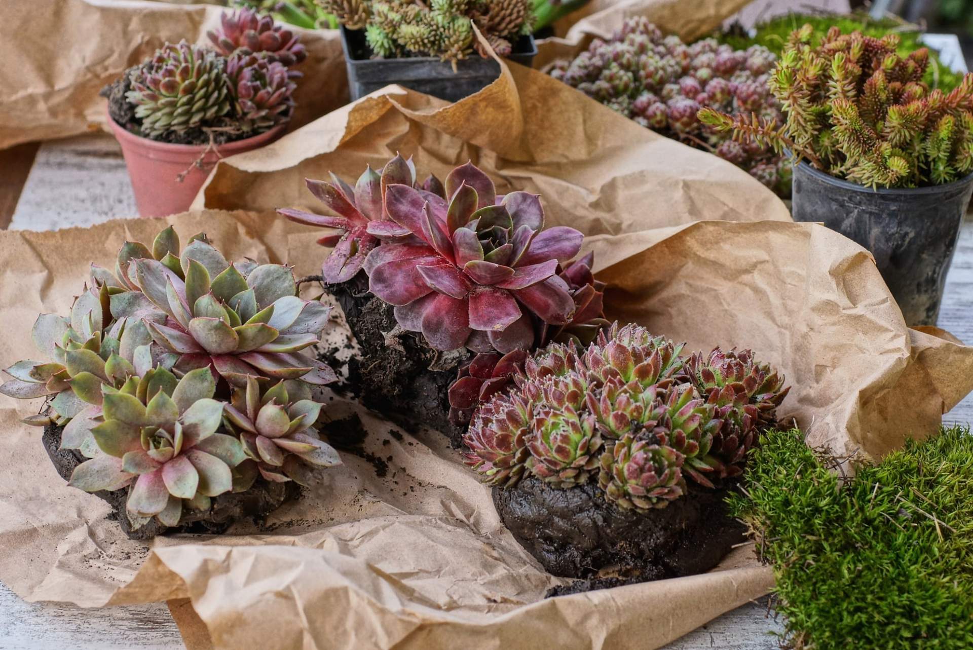 Succulente magiche: 7 piante incantevoli che ravviveranno ogni spazio — Giardino e terrazza