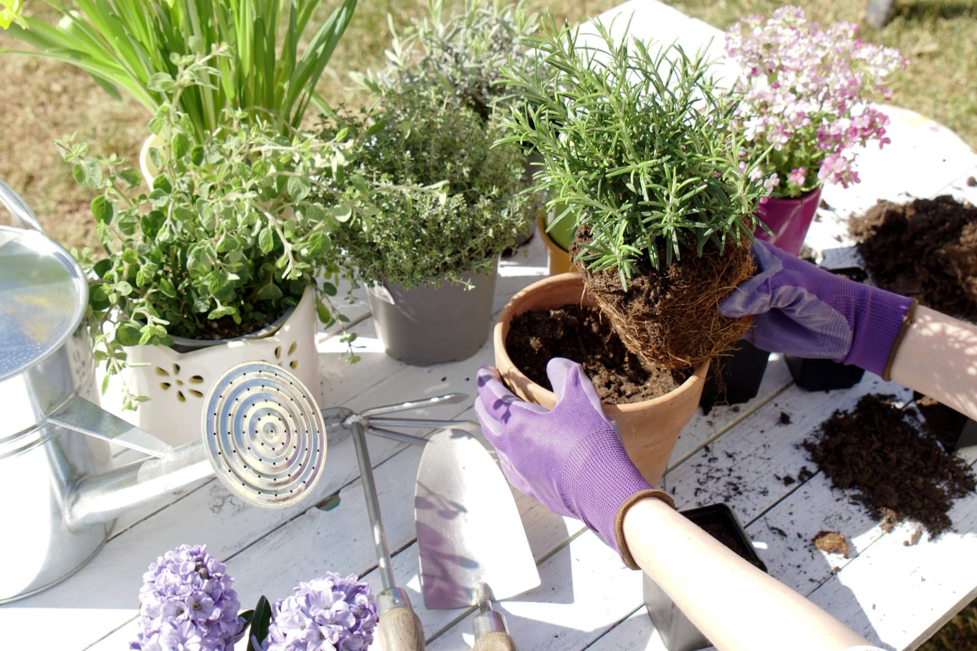 5 wundervolle Pflanzen, die lästige Insekten aus deinem Garten vertreiben — Garten & Terrasse