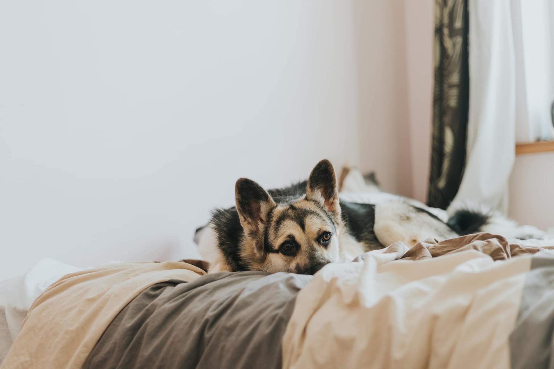 Hat dein Hund Angst? So erkennst du die Stressanzeichen — Familie