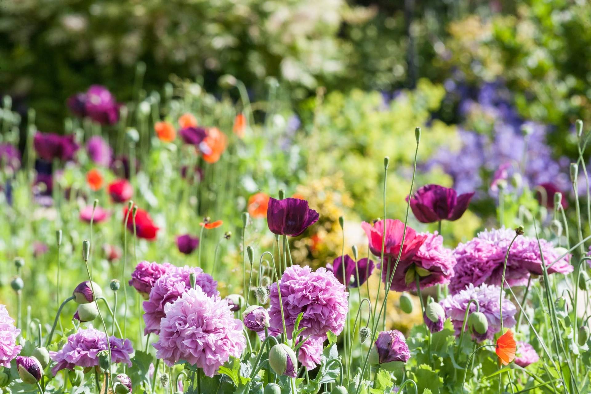 Les 10 plus belles fleurs du monde – Certaines vont vous surprendre ! — Jardin et terrasse
