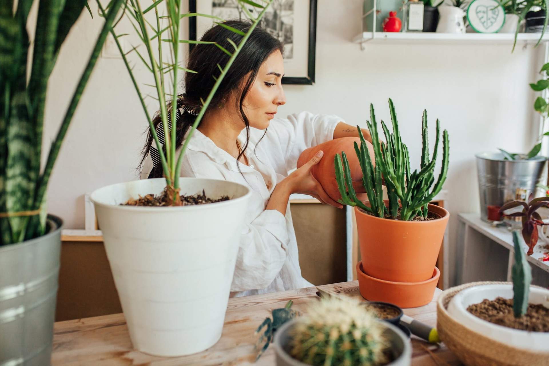 Faut-il vraiment arroser les plantes d'intérieur avec de l'eau distillée ? L'avis de l'expert — Décoration