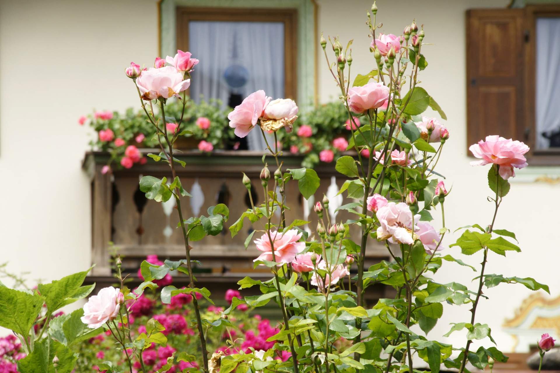 Comment protéger vos rosiers en hiver pour qu’ils fleurissent magnifiquement au printemps — Jardin et terrasse