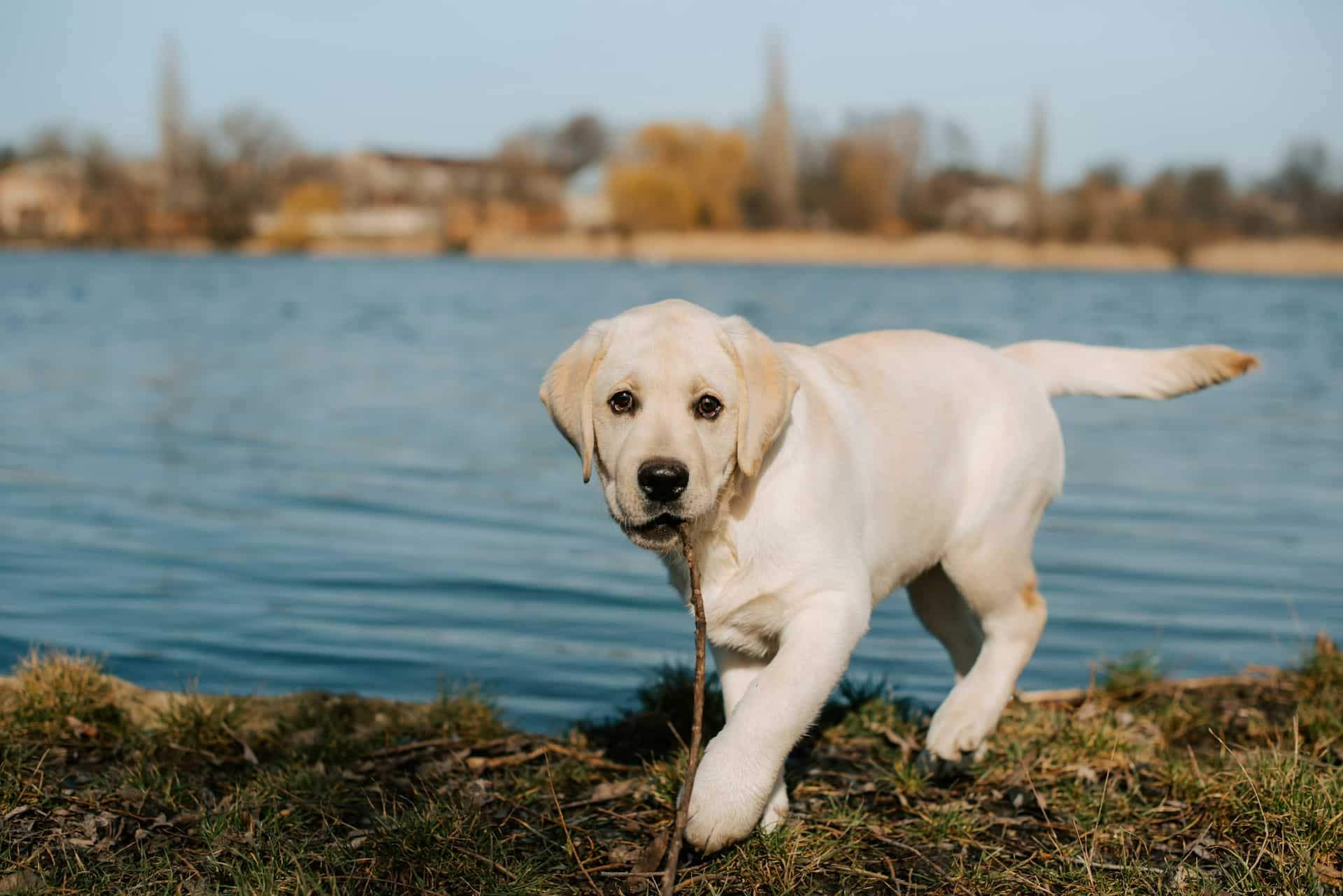 What Your Dog's Star Sign Says About Their Personality — Lifestyle