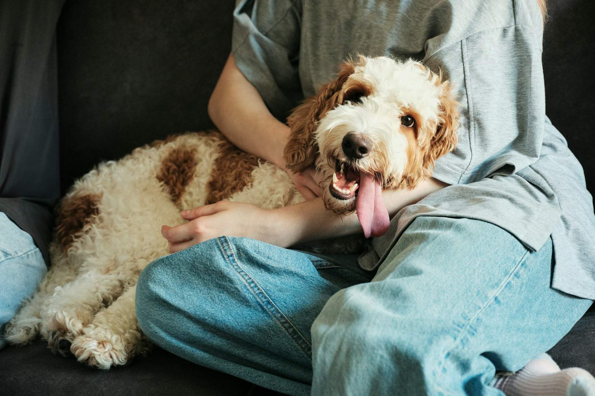 Que dit le langage corporel de votre chien ? 6 gestes qui en disent long — Famille