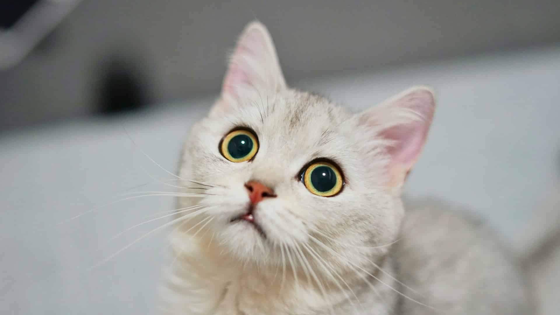When the Ears Turn Sideways, Your Cat Is Annoyed – Cat Language for Beginners — Family