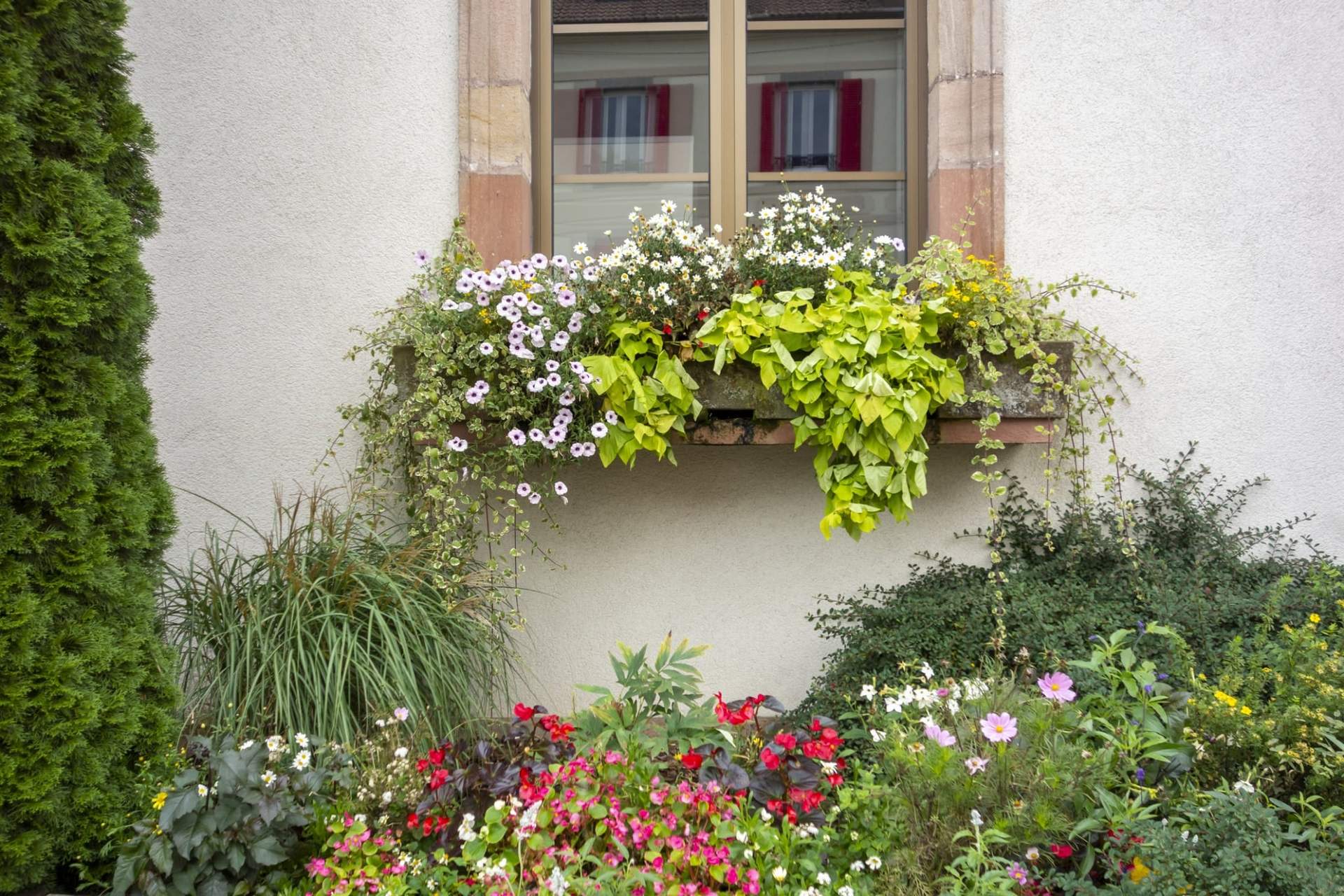 7 plantes magnifiques pour sublimer instantanément vos jardinières de fenêtre — Jardin et terrasse