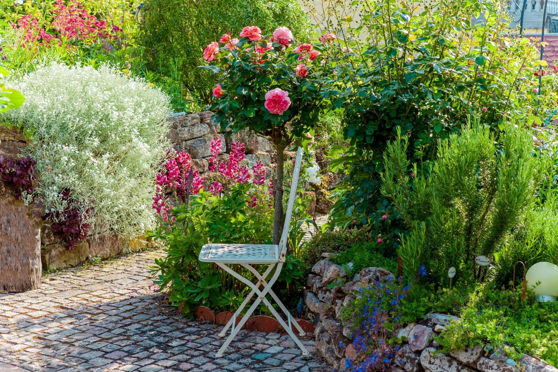Fiori a crescita rapida che amano stare anche nei vasi da balcone — Giardino e terrazza