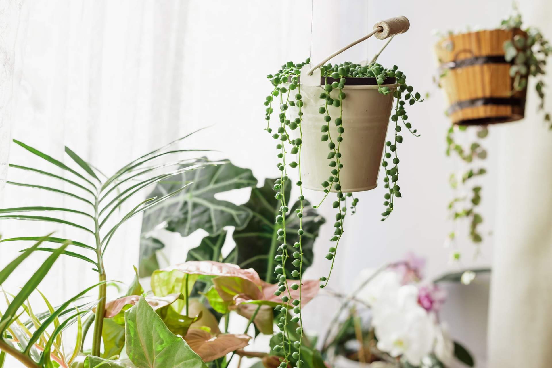 7 piante bellissime che crescono in fretta in un vaso sospeso — Giardino e terrazza