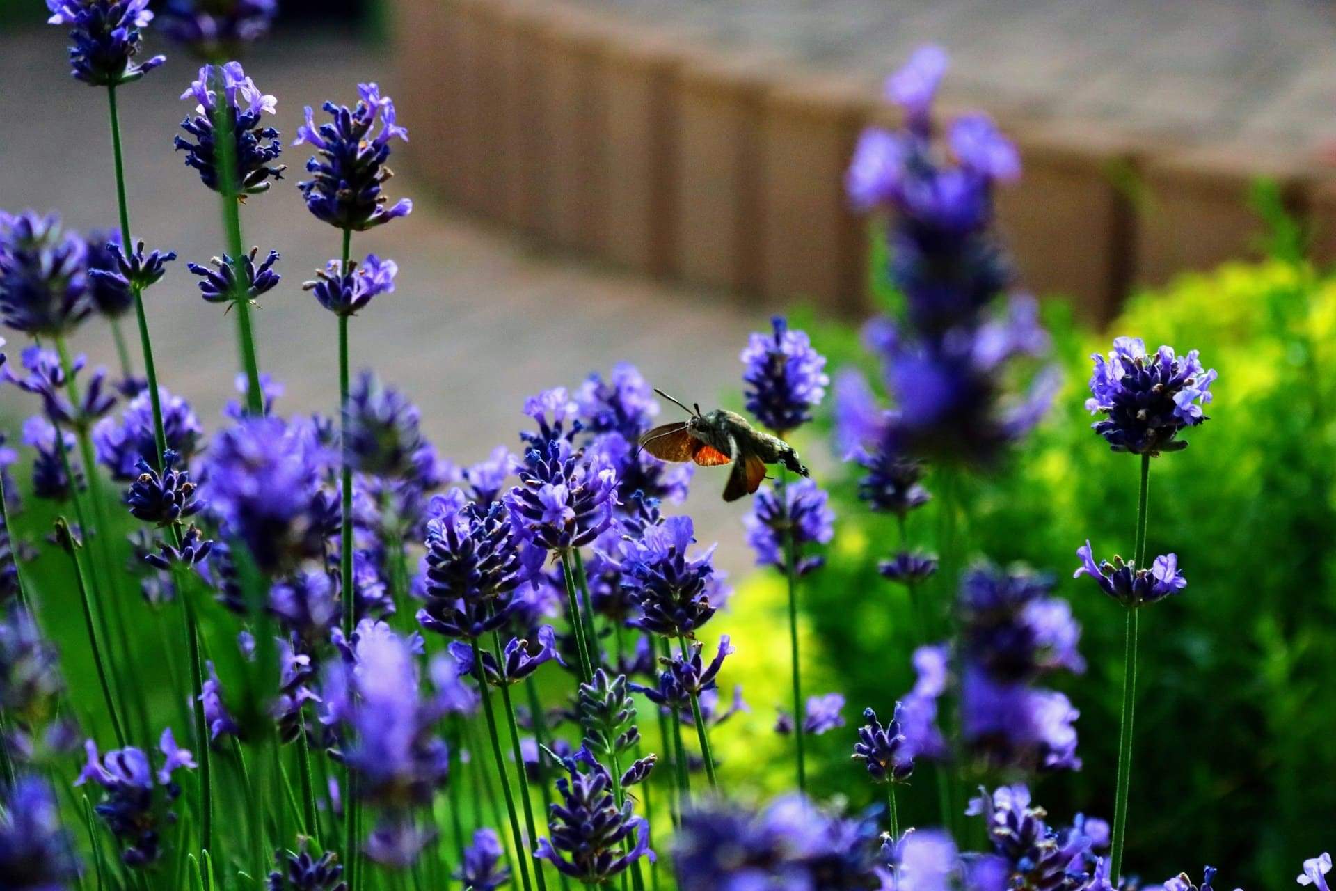 Wenn du noch nicht gepflanzt hast: Die besten Lavendelsorten für deinen Garten — Garten & Terrasse