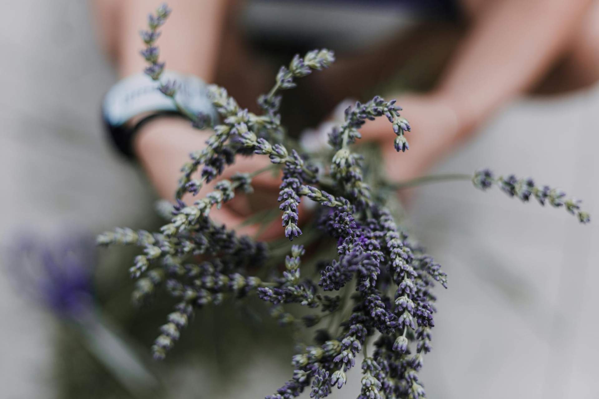 Ces 5 plantes d'été apportent non seulement de la beauté, mais aussi une protection magique — Mode de vie