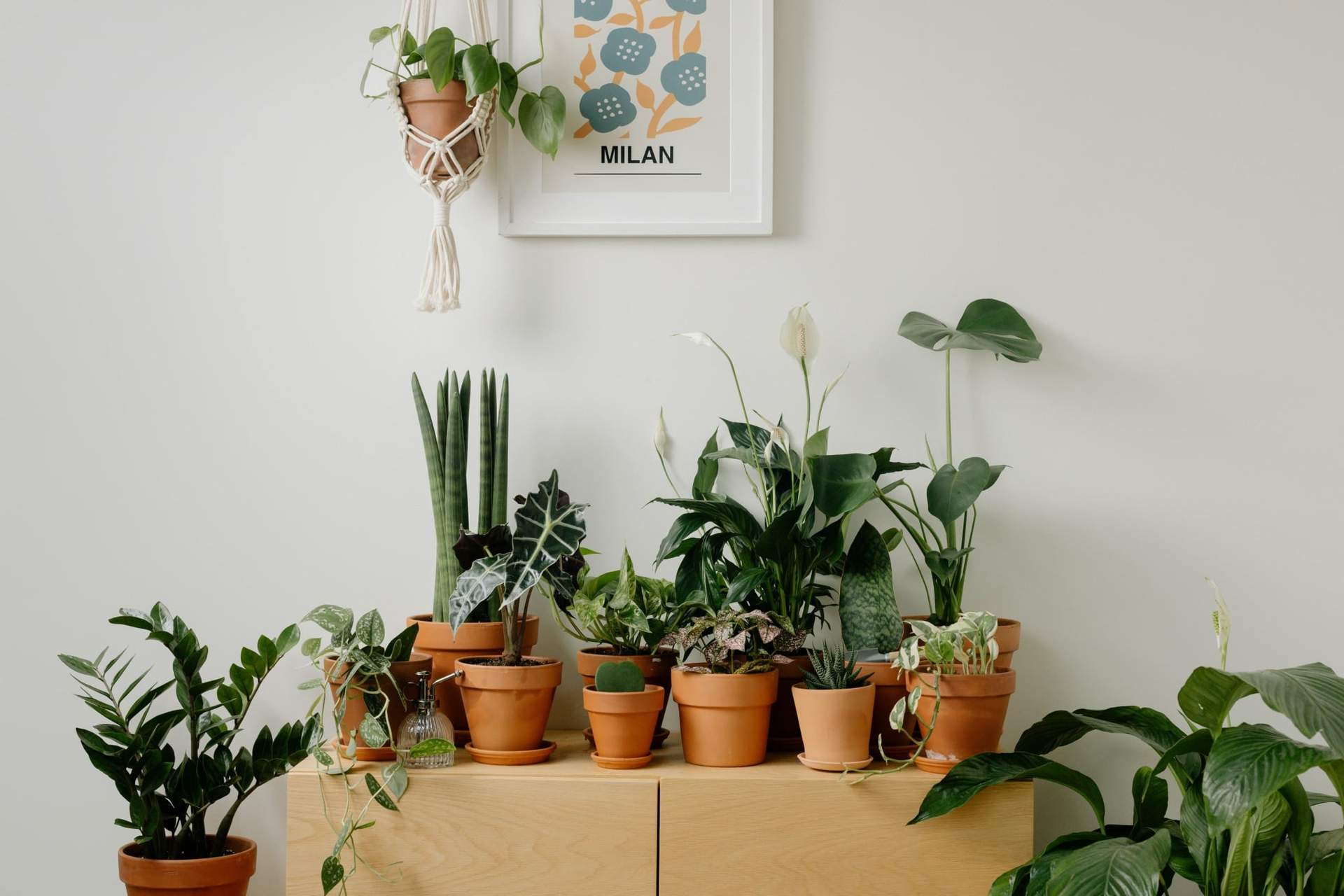 Houseplants That Help Cool Your Space in Summer — and Look Gorgeous — Decor