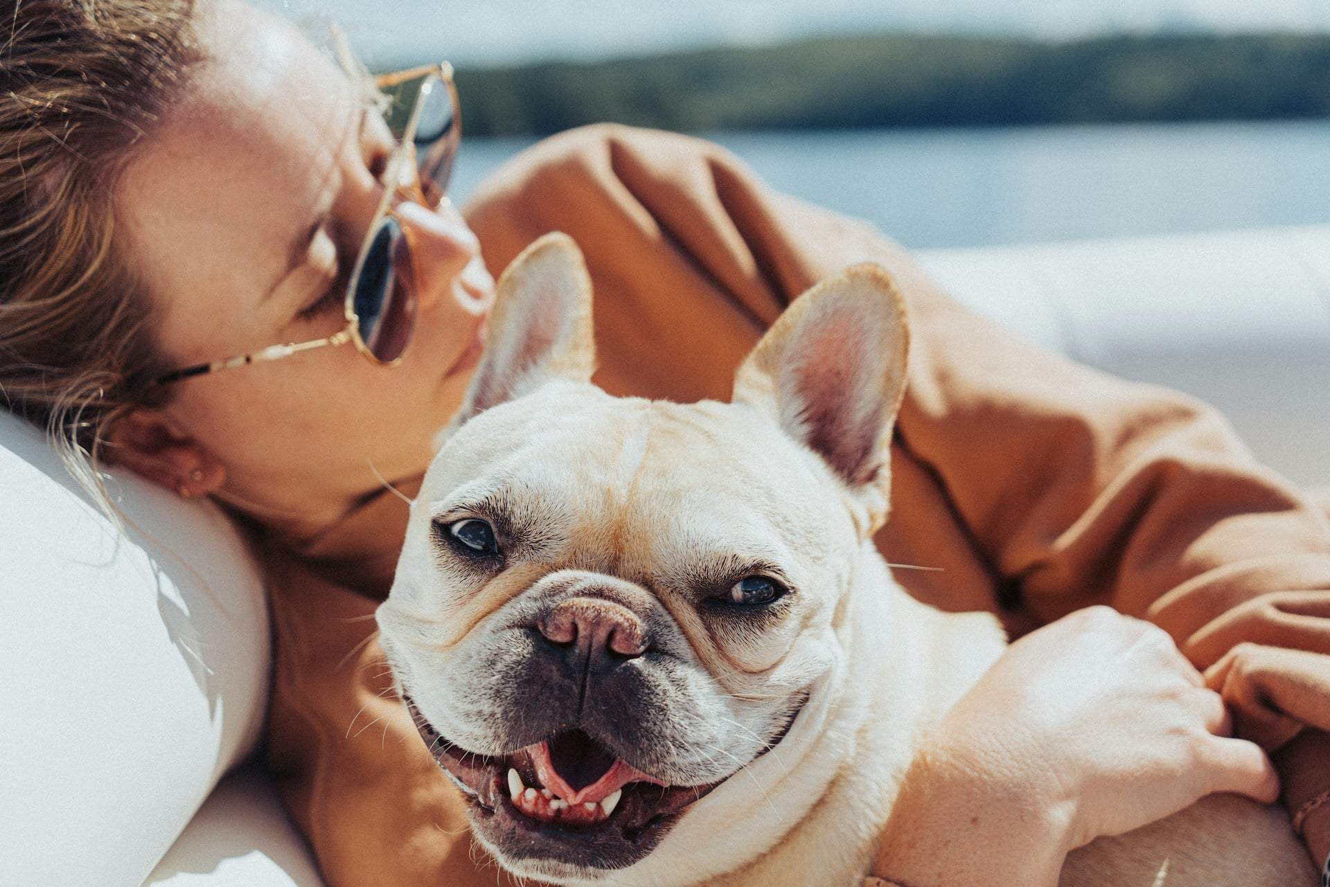 ¿Cuál es tu raza de perro favorita? Este estilo de decoración encaja contigo — Decoración