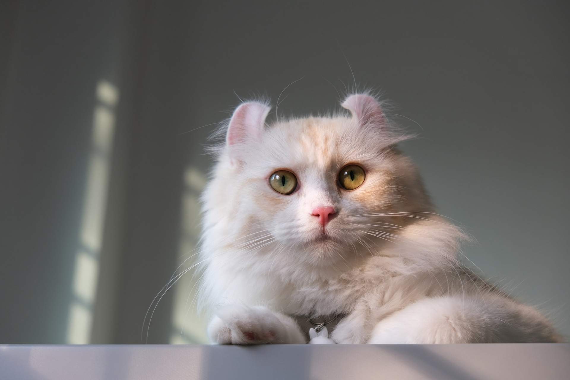 Die 5 bezauberndsten Katzenrassen der Welt – Du wirst sie lieben! — Familie
