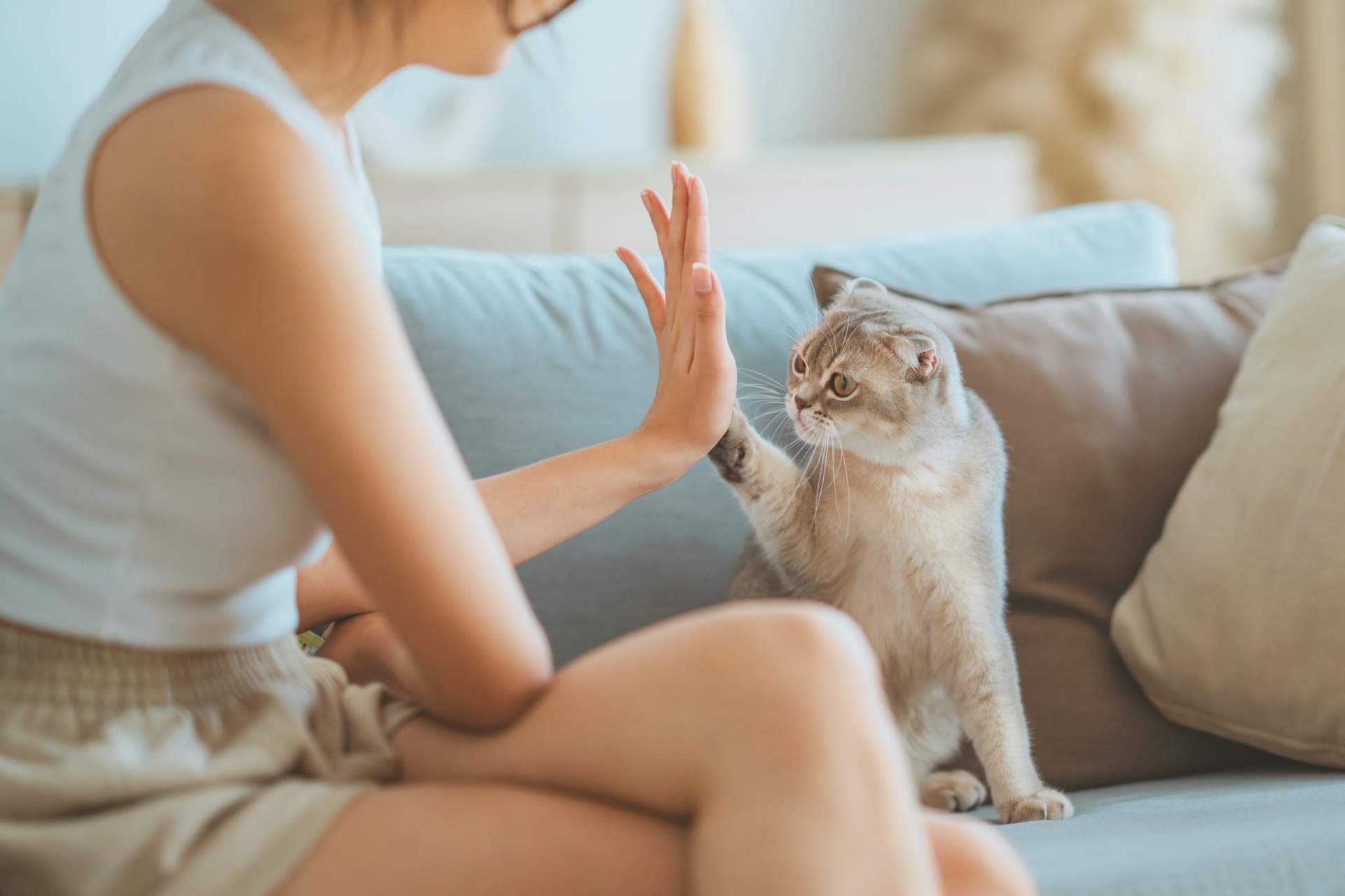 Une méthode simple pour rendre votre chat beaucoup plus obéissant — Famille