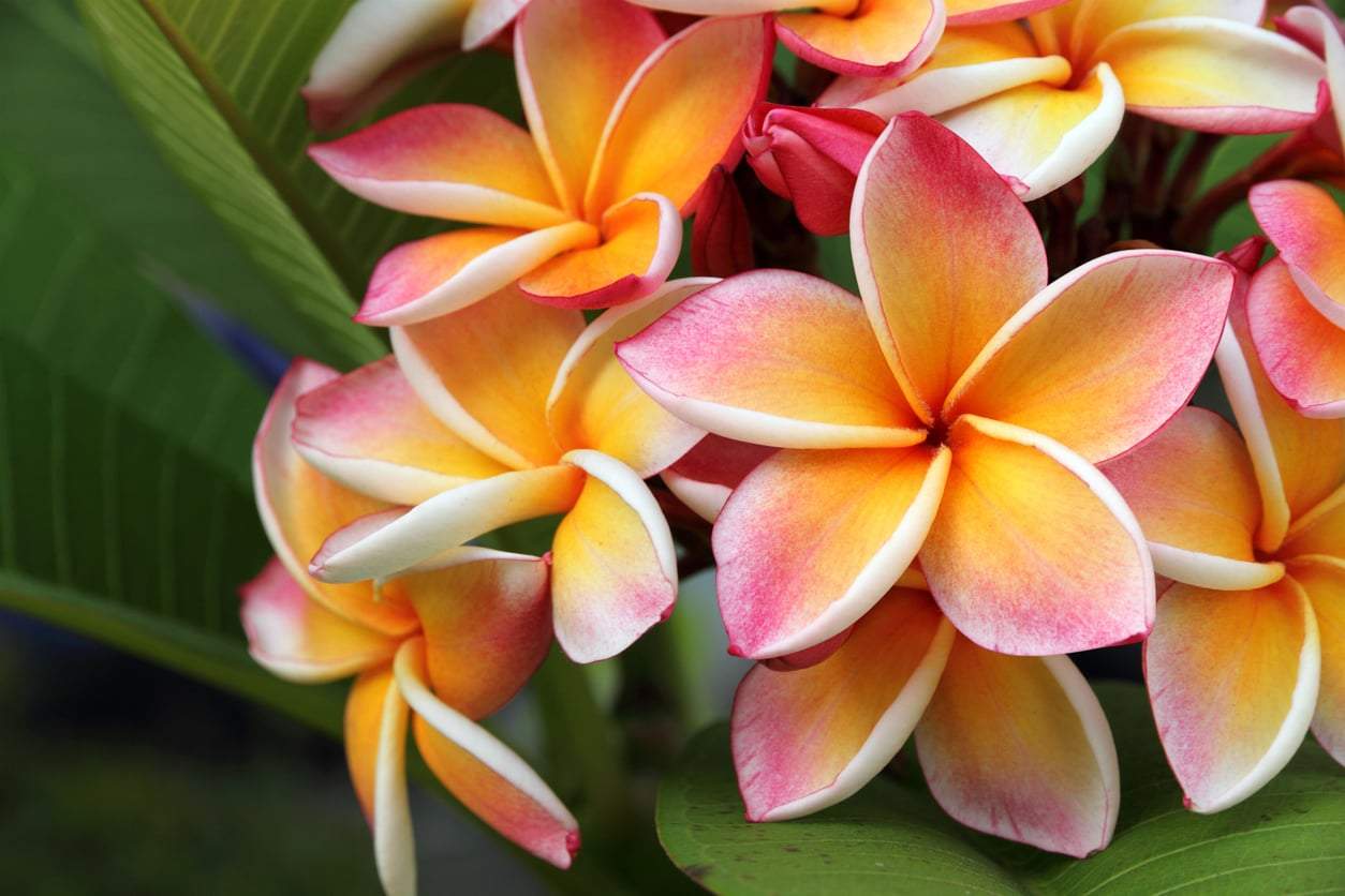 Las 7 plantas de interior con el aroma más delicioso: ¡Olvídate de los ambientadores! — Jardín y terraza