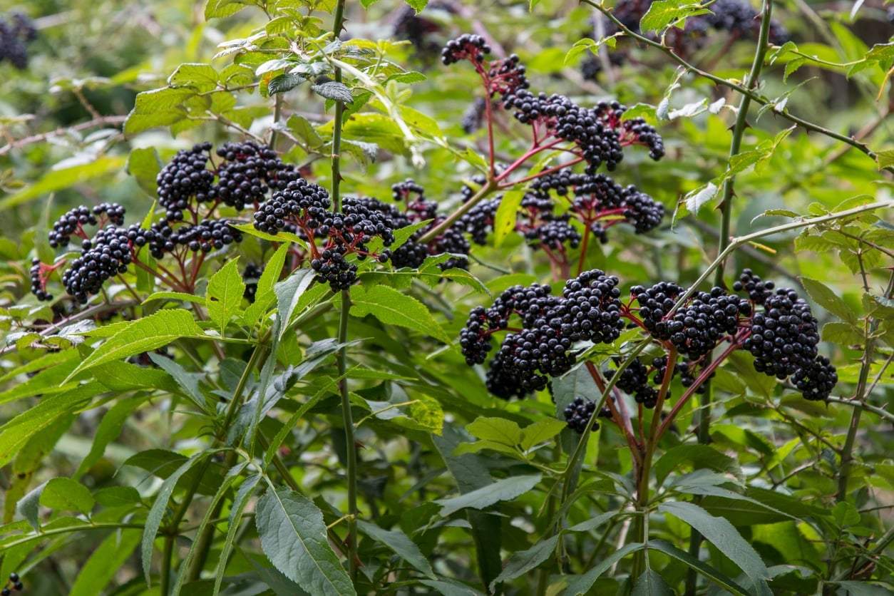 Récoltez les baies de sureau en août ! Comment préparer un sirop de sureau maison — Mode de vie