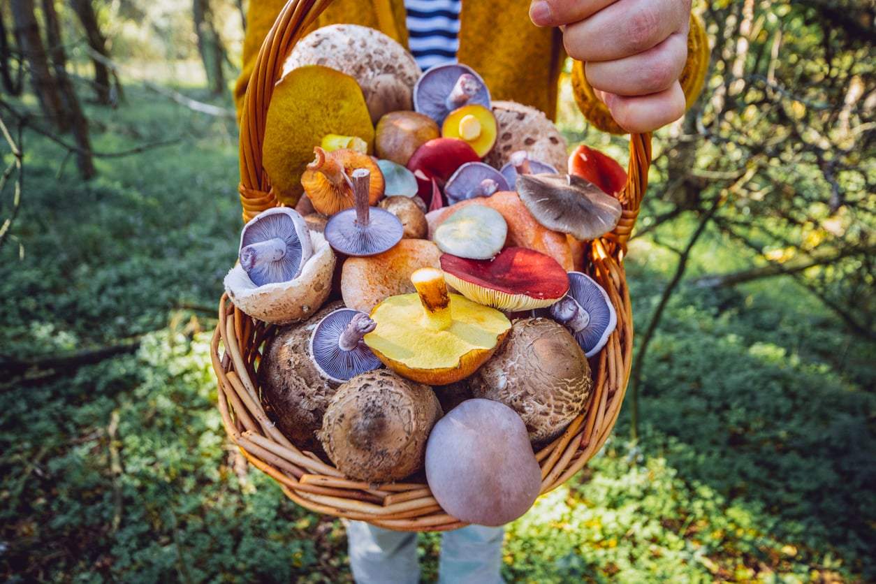 5 recettes savoureuses aux champignons qui remplacent parfaitement la viande — Mode de vie