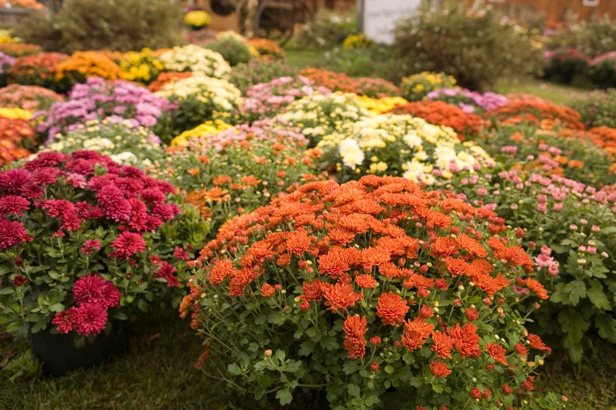 Die schönsten Herbstblumen, die deinen Garten farbenfroh erstrahlen lassen — Garten & Terrasse