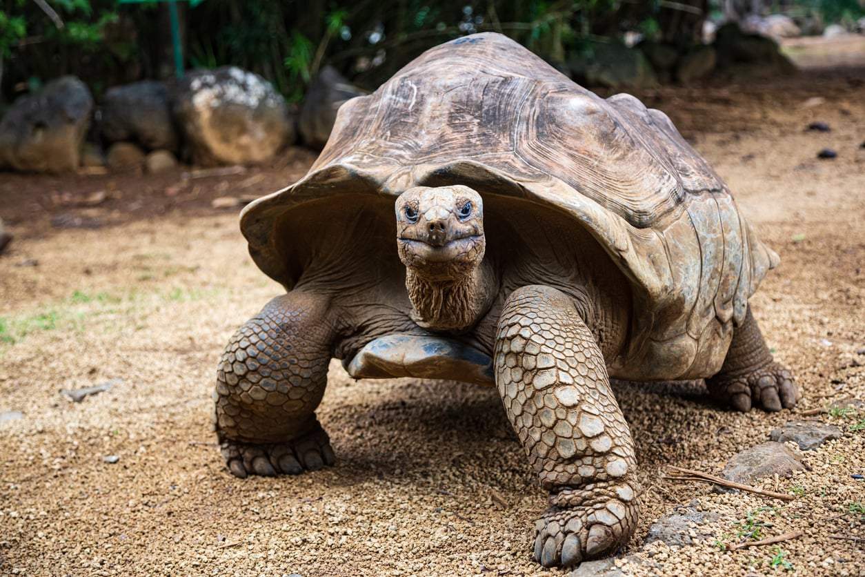 Incroyable vérité : la tortue la plus âgée du monde a maintenant 193 ans — Loisirs