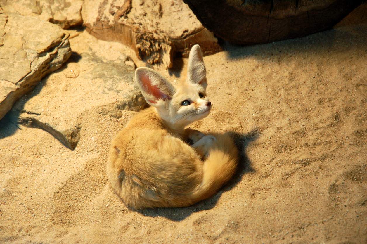 Ils survivent jusqu’à 30 ans sans eau. 10 animaux incroyables qui défient la survie sur notre planète — Loisirs