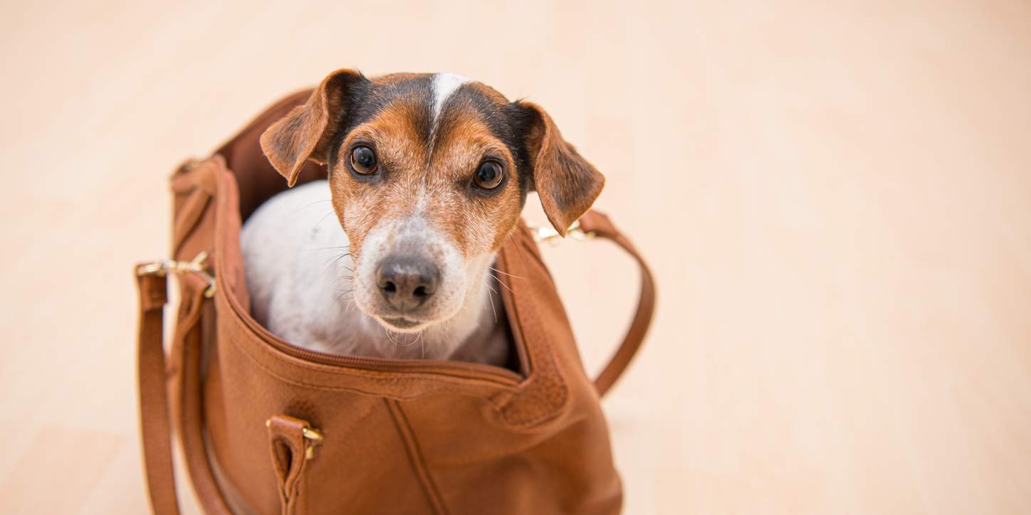 Die praktischsten Hundetaschen für kühlere Tage — Hobby