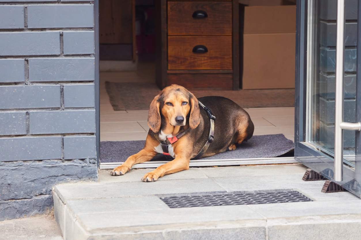 Is Your Outdoor Dog Peeing on the Front Door? Here’s a Solution — Family