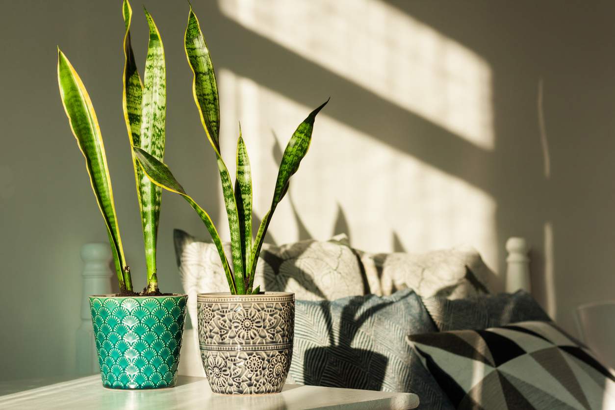5 Houseplants That Work Wonders on Dry, Radiator-Heated Air — Garden & terrace