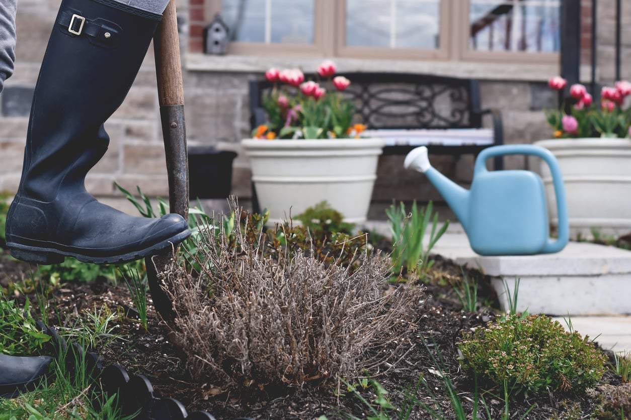 Cosa fare con le piante secche in giardino: consigli da un esperto giardiniere — Giardino e terrazza