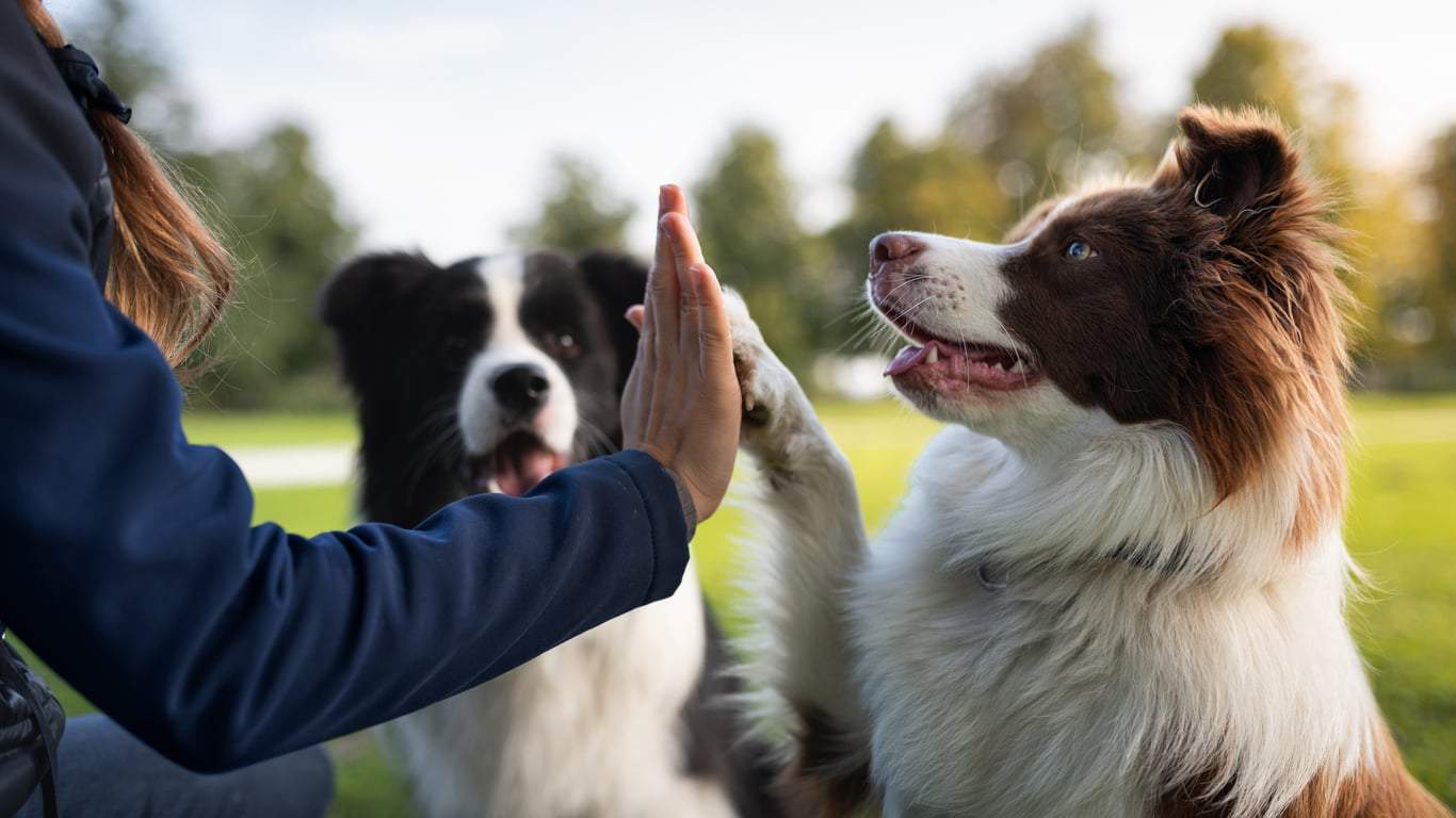 5 razze di cani quasi "umane" – la lista dei cani più intelligenti — Famiglia