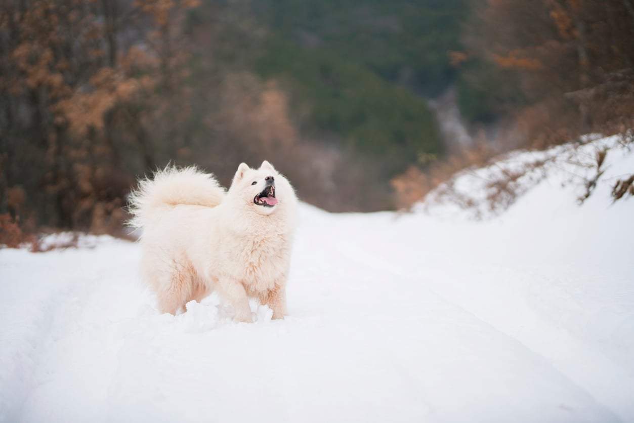 Queste 5 razze di cani adorano l’inverno e la neve – e sopportano bene il freddo — Famiglia
