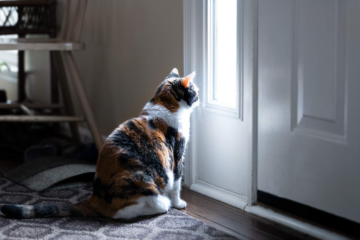 Segnali chiari che il tuo gatto si sente trascurato — Famiglia