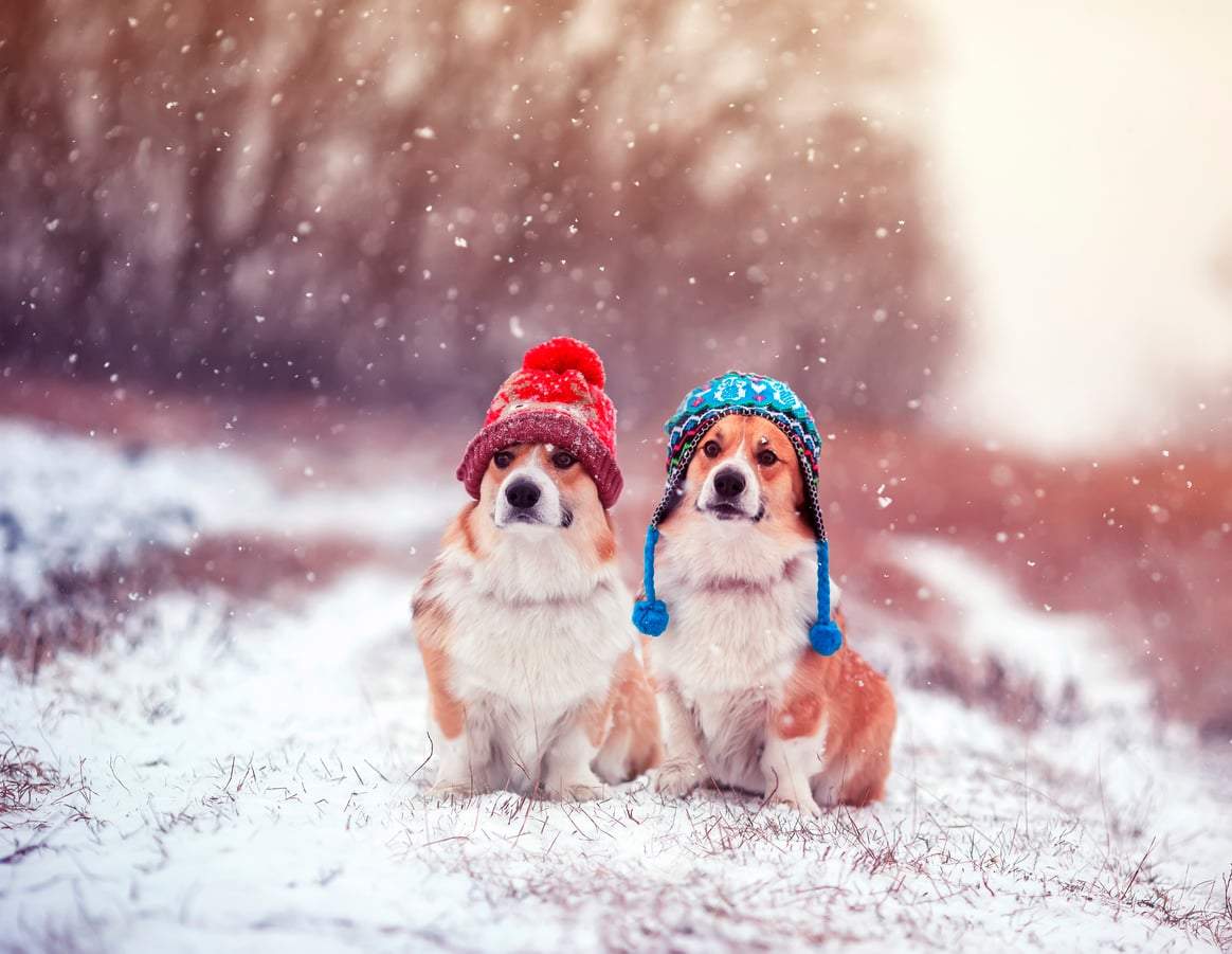 ¿Puede enfriarse en las patas un perro de interior cuando lo sacamos a pasear en invierno? — Familia