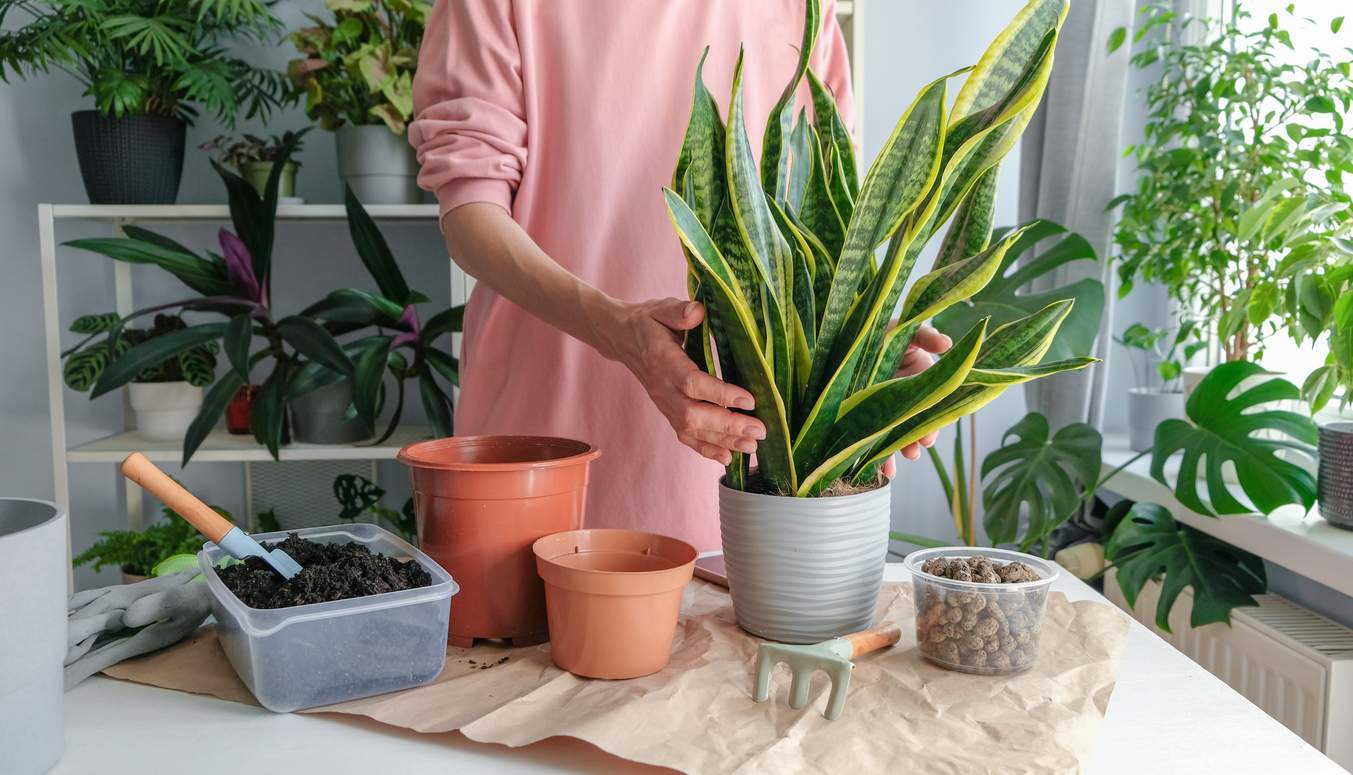 Questa piccola abitudine può decidere la vita delle tue piante da appartamento — Giardino e terrazza