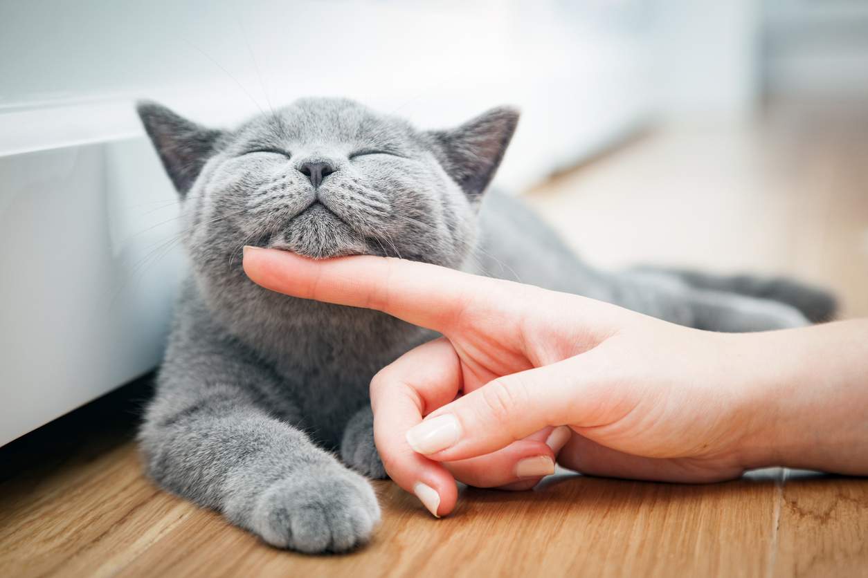 Vero amore per gli animali: i nati in questi 4 mesi sono i migliori proprietari secondo l’astrologo — Famiglia