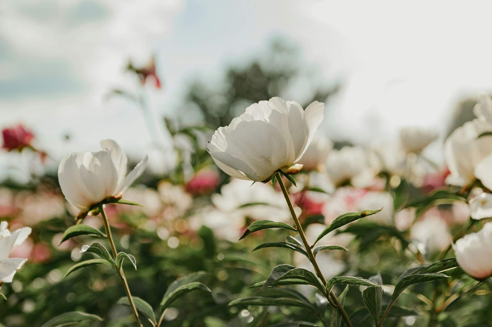 5 piante che portano energia positiva nel tuo giardino per attrarre prosperità — Giardino e terrazza