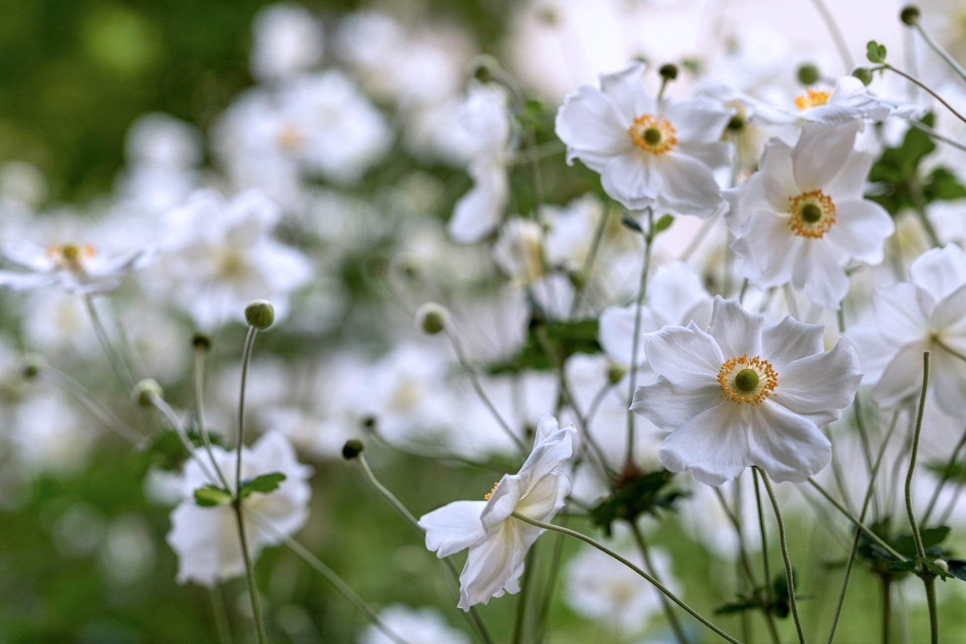 Les 10 plus belles fleurs de printemps pour ton jardin, qui demandent presque aucun entretien — Jardin et terrasse