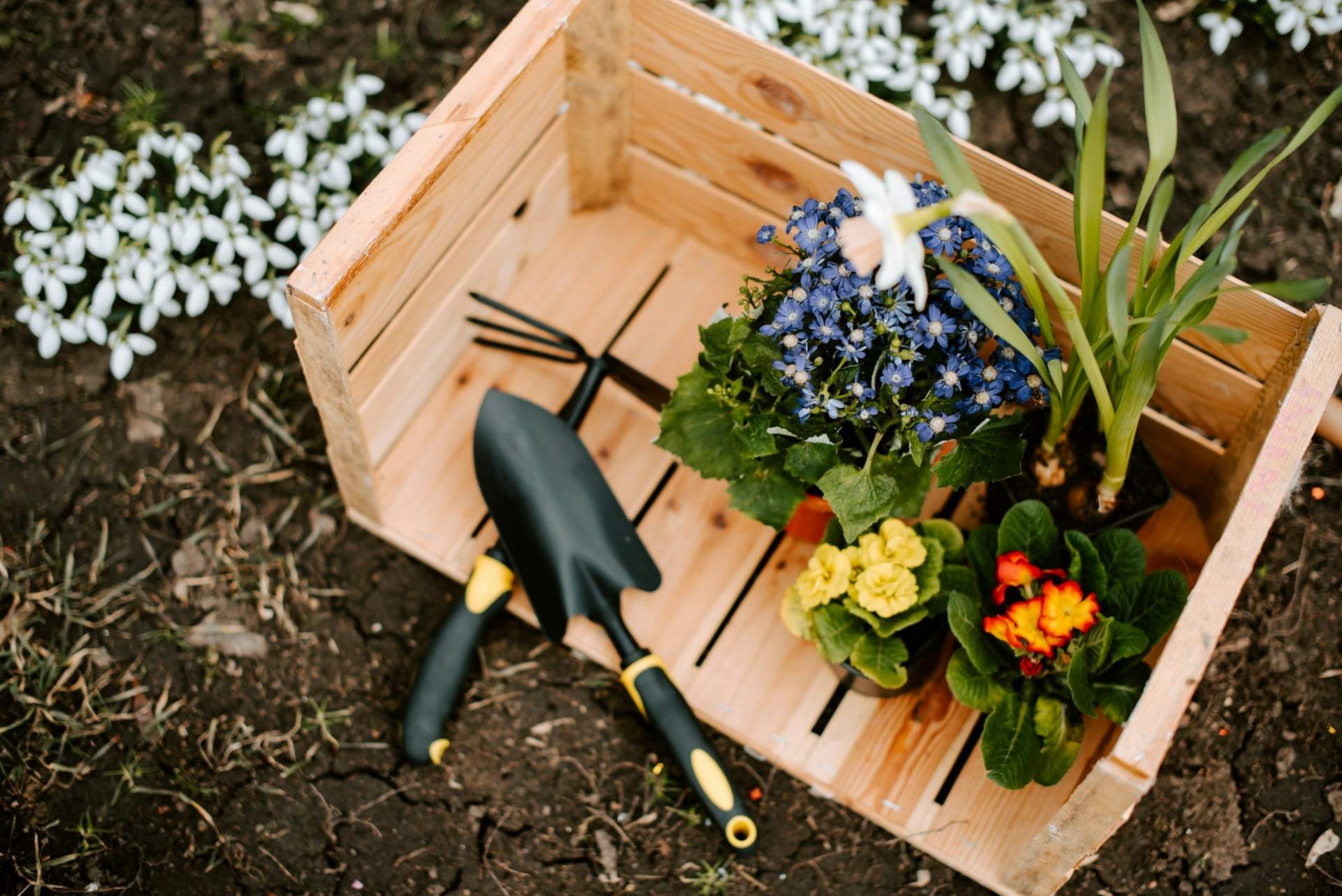7 Pflanzen, die, wenn du sie jetzt pflanzt, den ganzen Sommer blühen — Garten & Terrasse