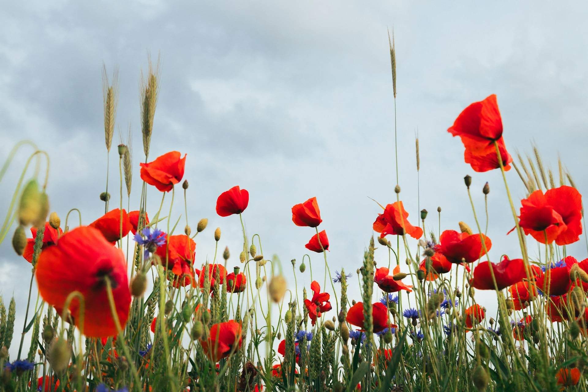 I 10 fiori selvatici più belli da accogliere in casa — Hobby