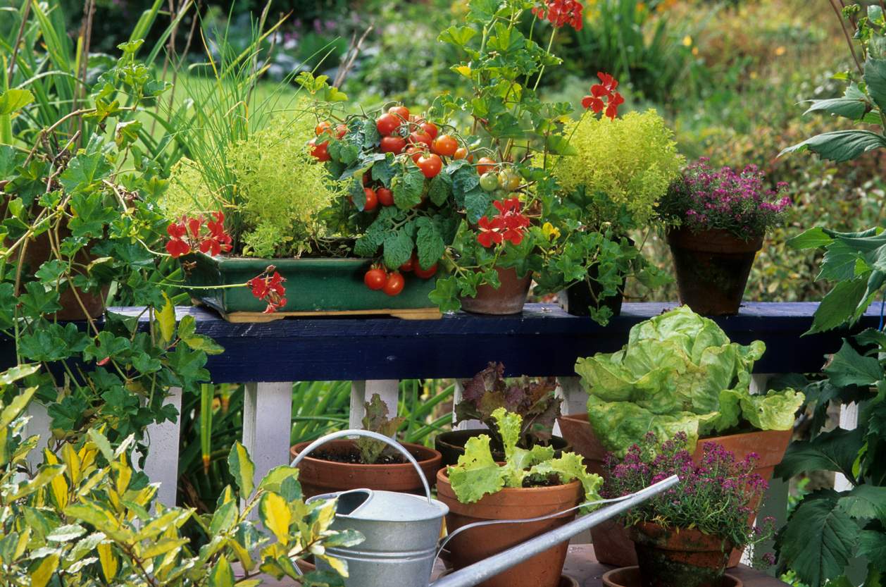 Vuoi coltivare verdure sul balcone? Ecco 7 varietà che crescono benissimo anche in cassette — Giardino e terrazza