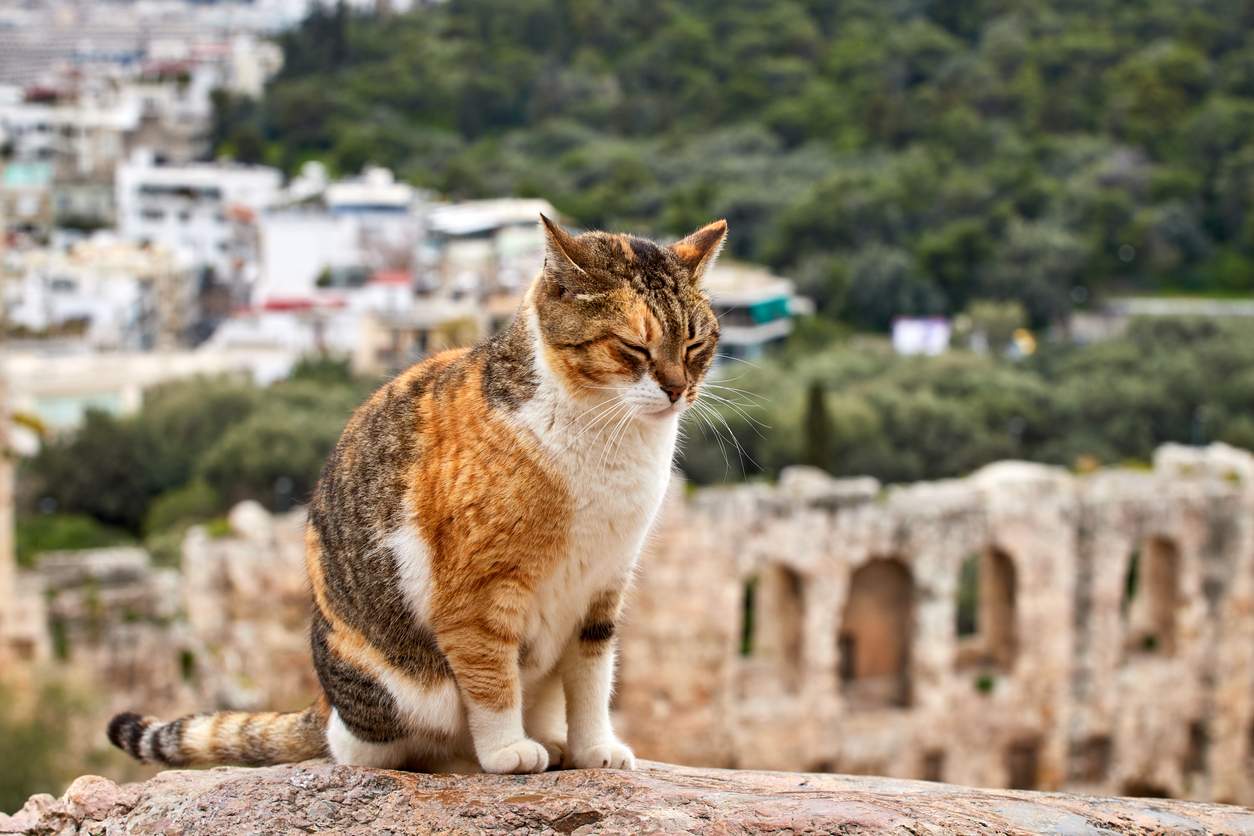 Ces villes à visiter cette année si vous adorez les chats — Loisirs