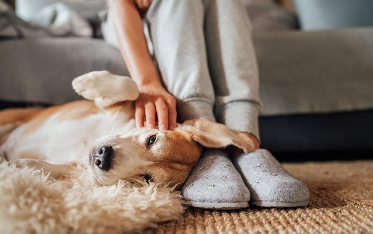 Il più grande complimento che un cane possa farti: ecco perché si sdraia sempre esattamente dove sei di intralcio — Famiglia