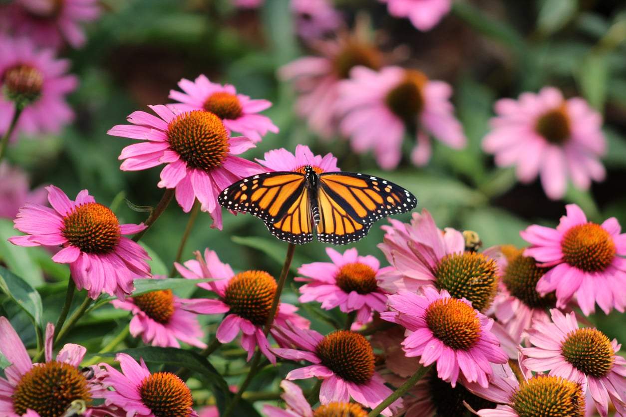 Las plantas que van a arrasar este verano: las tendencias de jardín para 2026 — Jardín y terraza
